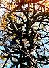 TREE.JPG